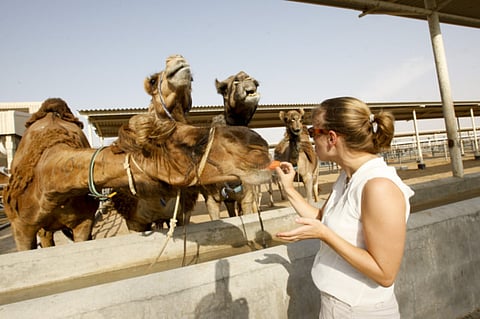 Virendra Saklani / Gulf News 