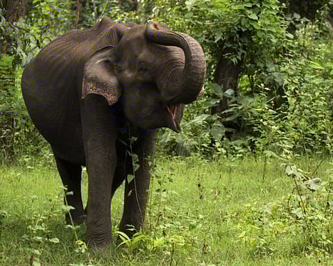 Man-animal conflicts have left 74 people dead and 134 injured each year on an average with over 90 per cent of such incidents involving elephants in Jharkhand. Between 2016 to 2020, 301 people and 80 elephants have died. Picture used for illustrative purposes only. 