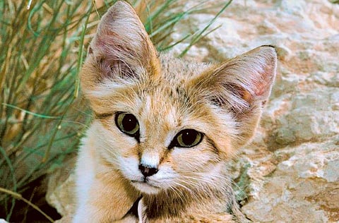 Courtesy: Al Ain Zoo