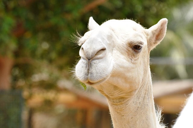 1.1220990-2235475302