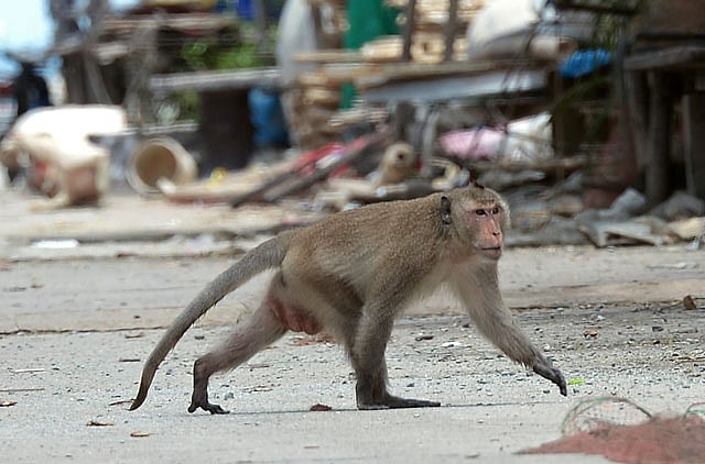 1.1225256-1176076039