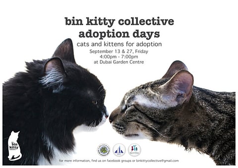 Cats and kittens at Bin Kitty Collective adoption day in Dubai