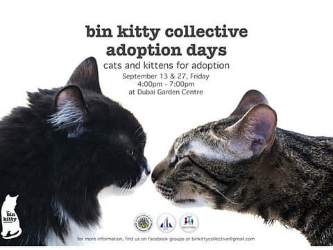 Cats and kittens at Bin Kitty Collective adoption day in Dubai