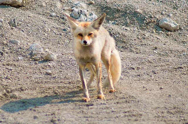 1.1275979-2056436540