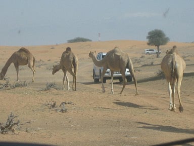 RAK offroaders in top gear at GN Fun drive