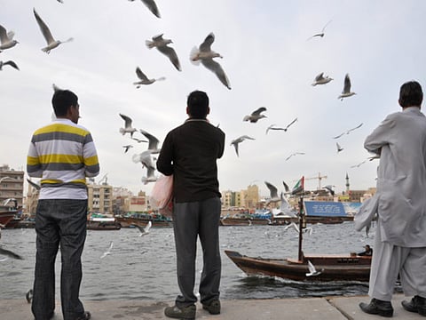 Seagulls at Deira Creek