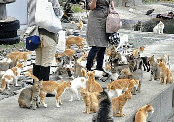 1.1274411-3985755195