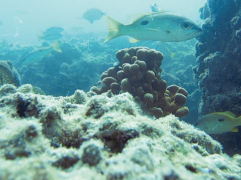 Mapping the UAE’s undiscovered coral reefs