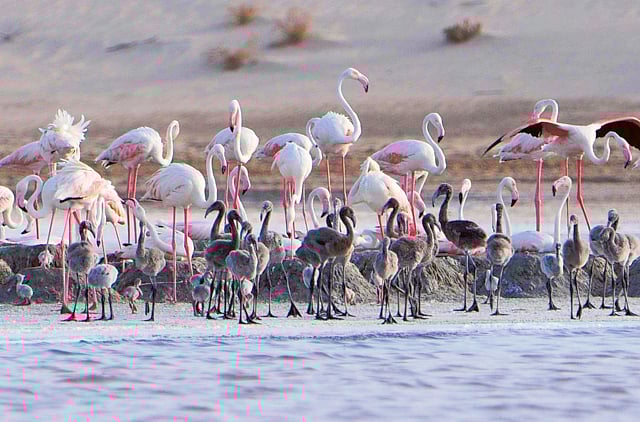 1.1397481-1721805832