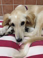 Puppies and kittens looking for a home