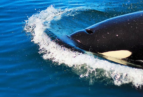 Reader picture of the day