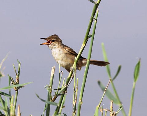 Migratory birds make Al Qudra Lake their home