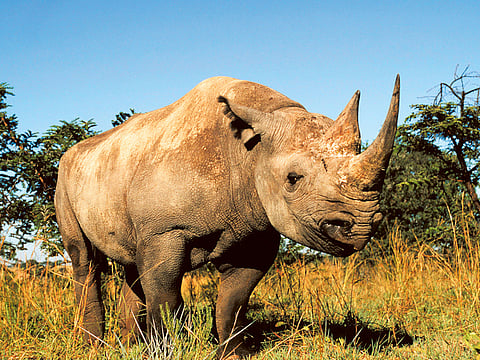 Global March For Elephants and Rhinos