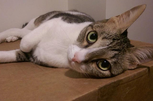 1.1395544-2162480809