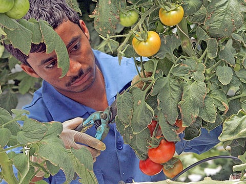 Ahmed Kutty/Gulf News