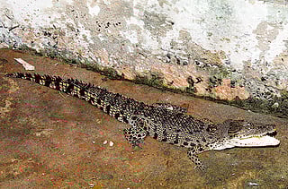 Larry the crocodile ‘growing like a monster’