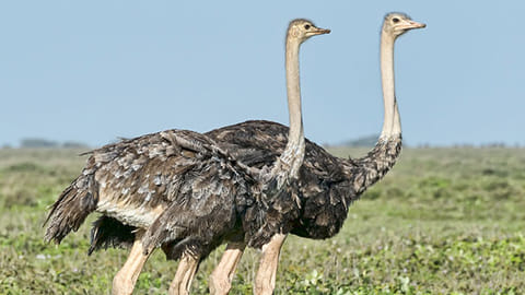 Runaway ostrich contained in Saudi Arabia