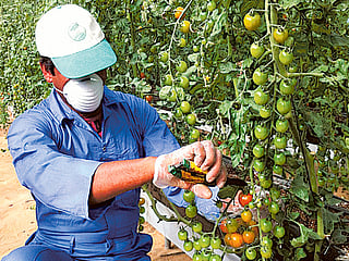 UAE farms nurture best practices
