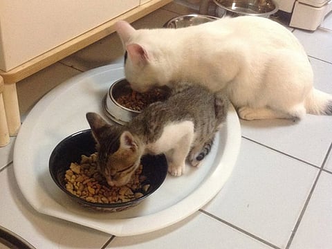 How Bruno the cat got a new name, but not a new home