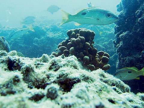 Environment Agency - Abu Dhabi