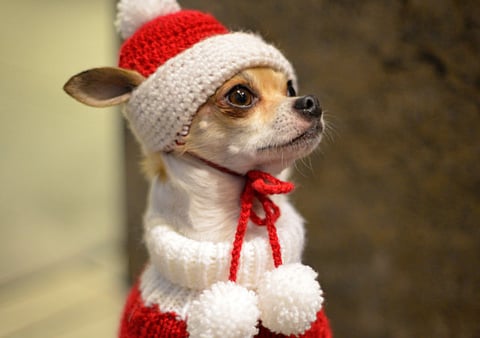 Christmas in Japan:  Here comes Santa Paws
