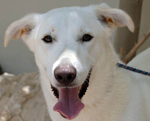 Snowy white pets that needs good homes