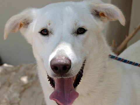 Snowy white pets that needs good homes