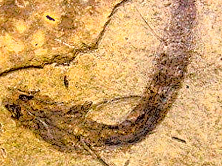 1.1431263-645060763