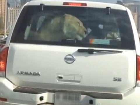 Video of lion riding in Dubai car posted on YouTube