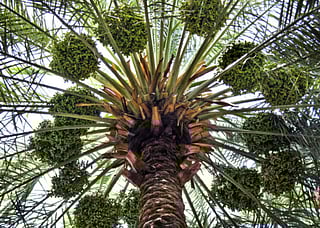 Date palm, symbol of prosperity, listed by Unesco