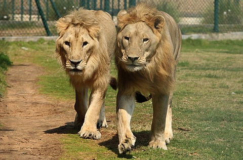 Abdul Rahman/Gulf News 