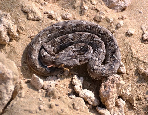 Courtesy: Dr Reza Khan