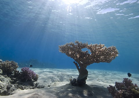 Race for riches on ocean floor 