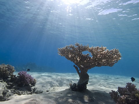 Race for riches on ocean floor 