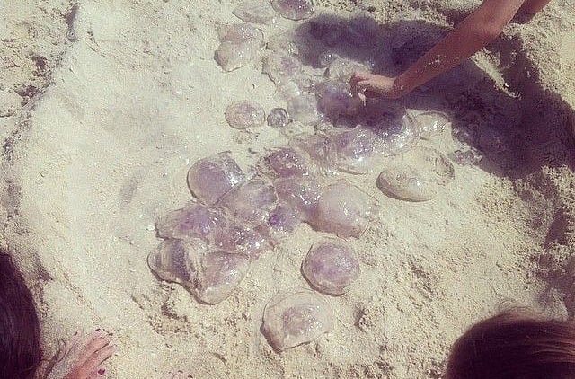 1.1307311-2313798067