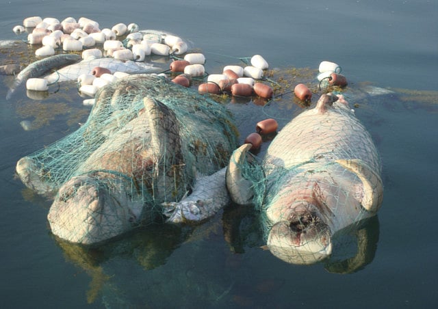 1.1466389-3155193685