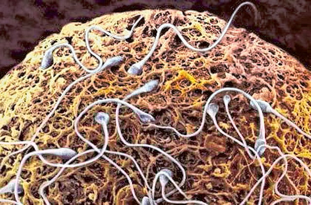 1.1320743-1908839118