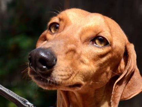 Can you home Dumia? Dog abandoned at UAE veterinary clinic