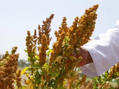 Quinoa: Harvesting the world’s supergrain