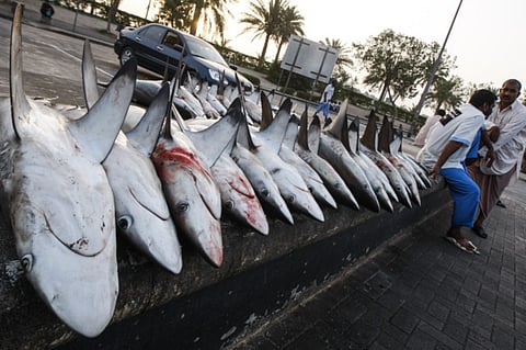 Shark finning: A horrifying crime