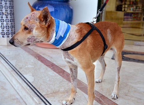 Who wants this abandoned dog in Sharjah?