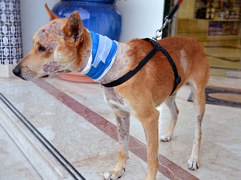 Who wants this abandoned dog in Sharjah?