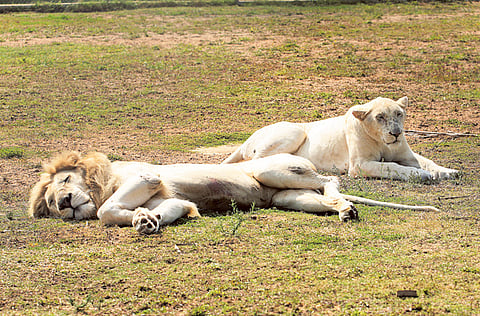 Abdul Rahman/Gulf News 