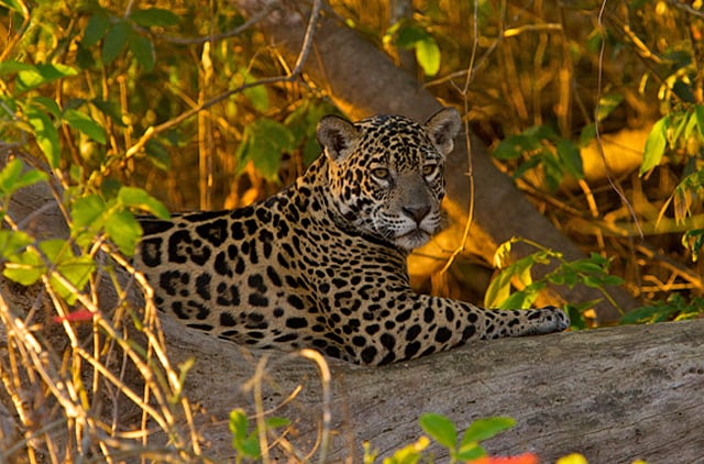 1.1341773-2737274333