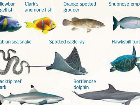 Fast facts on UAE’s marine ecosystem