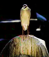 Reader pictures of the day