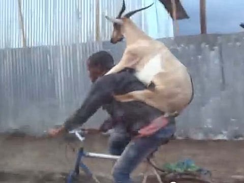 Watch 'Goat riding a guy riding a bike' video