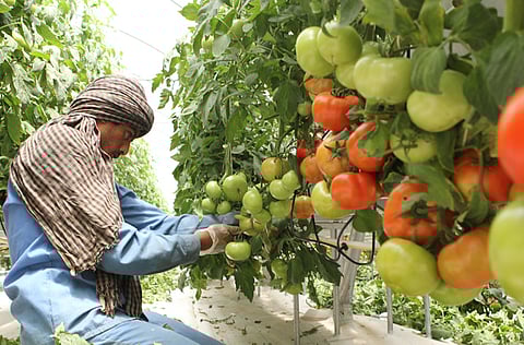 Ahmed Kutty/Gulf News