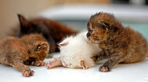 Reader picture: Pets