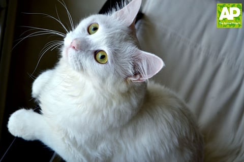 Sad stories of pets abandoned in Dubai in the past month